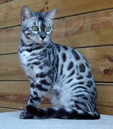 cattery one in a million - de zilverbengaal