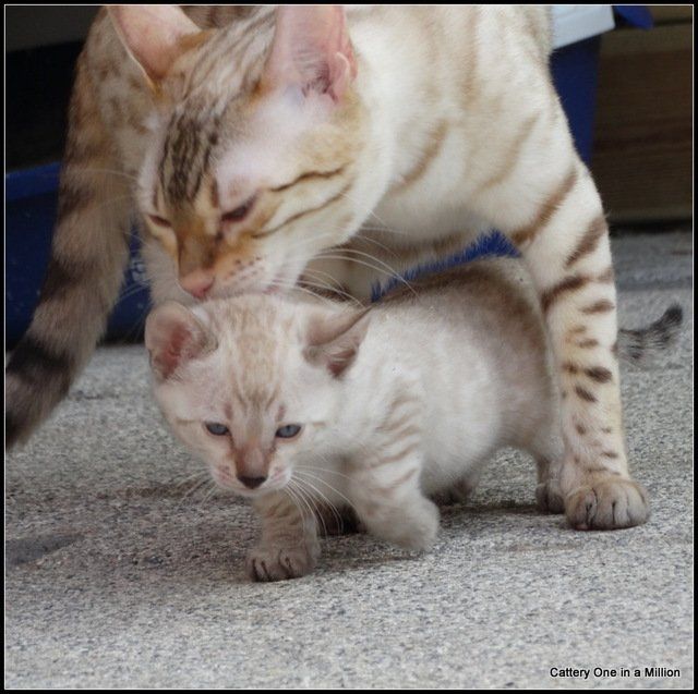 cattery one in a million - Skye
