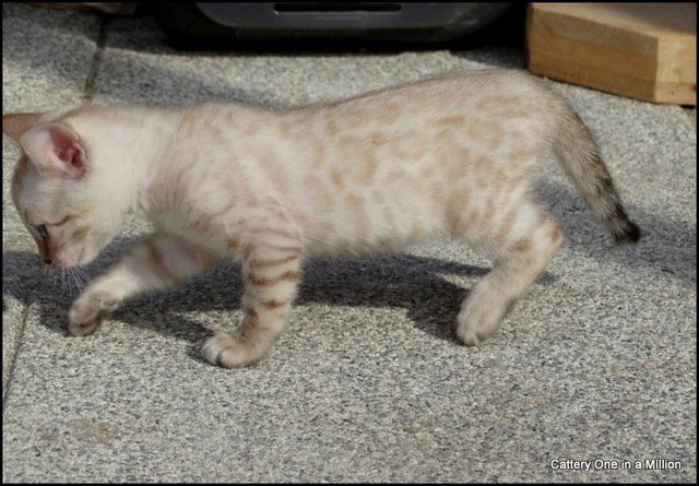 cattery one in a million - Skye