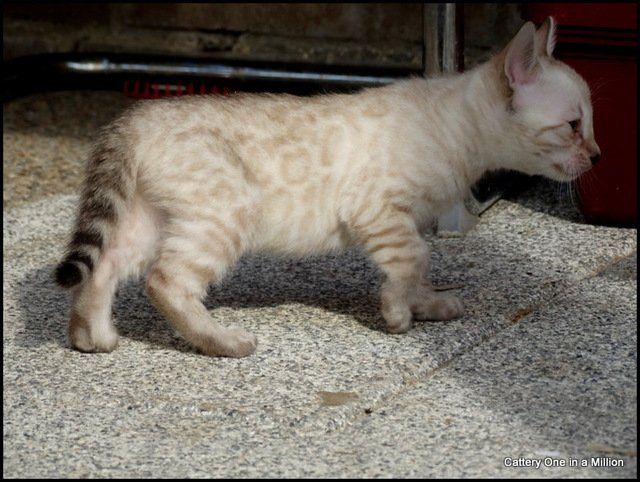 cattery one in a million - Skye