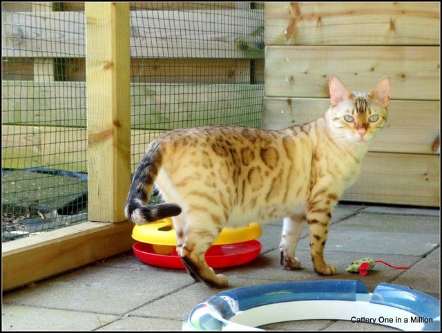 cattery One in a Million