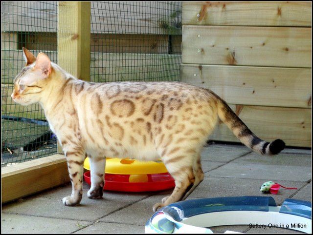 cattery One in a Million