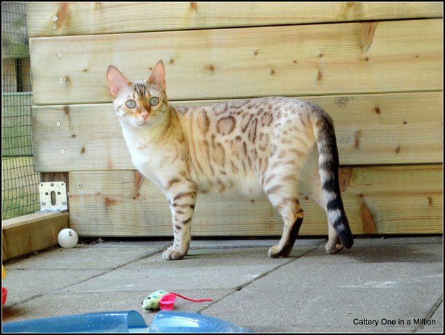 cattery One in a Million