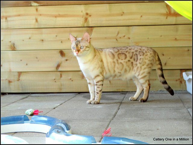 cattery One in a Million