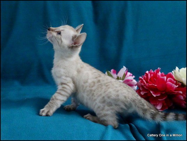 cattery one in a million - Skye