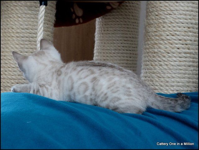 cattery one in a million - Skye