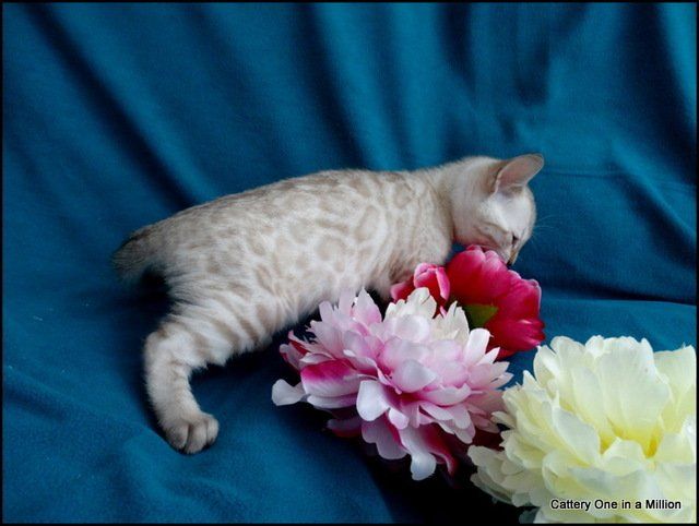 cattery one in a million - Skye