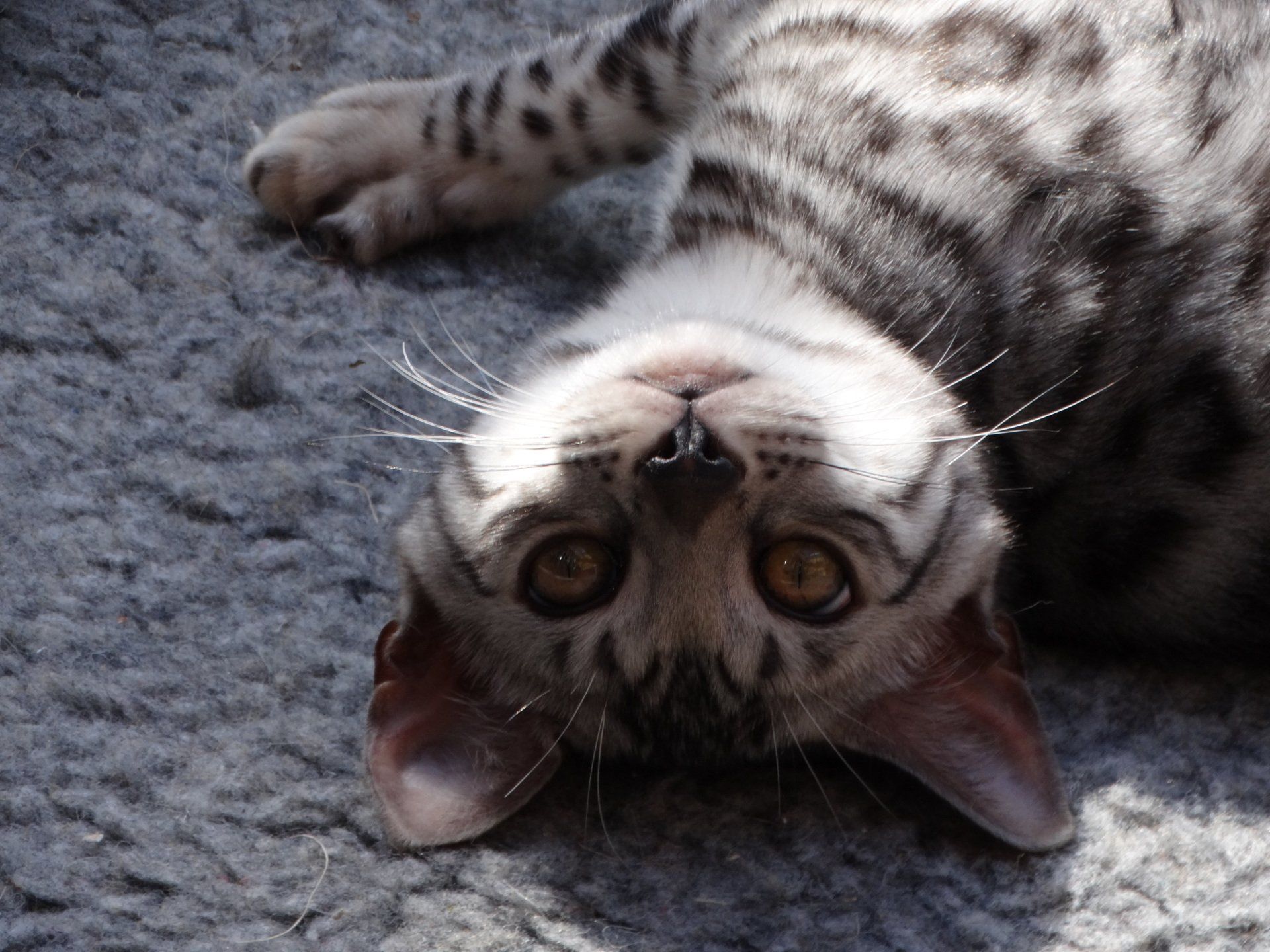 cattery one in a million - de zilverbengaal