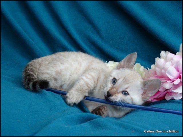 cattery one in a million - Skye