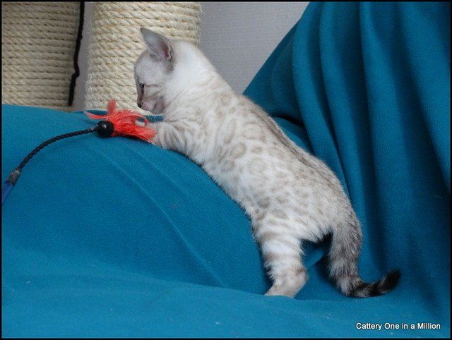 cattery one in a million - Skye