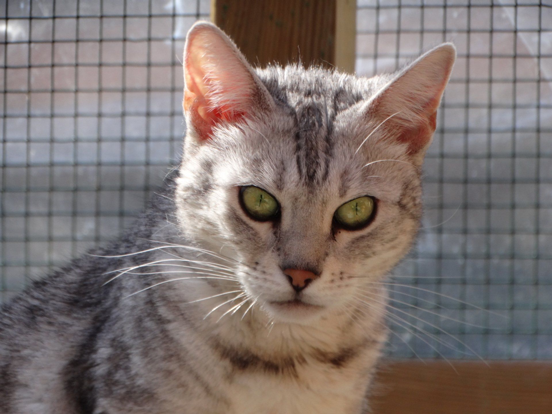 cattery one in a million- earendil