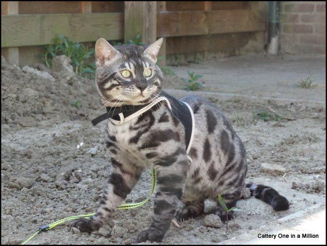 Cattery One in a Million