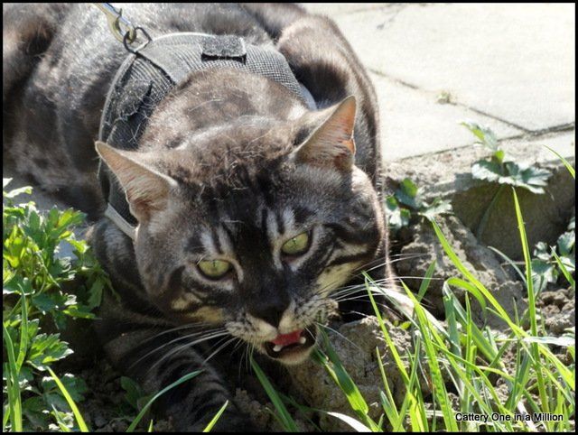 Cattery One in a Million