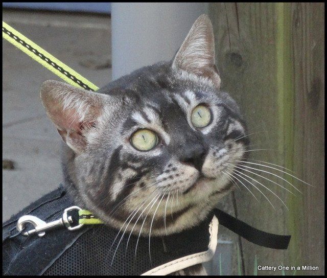 Cattery One in a Million