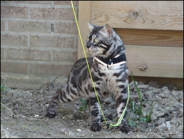 Cattery One in a Million