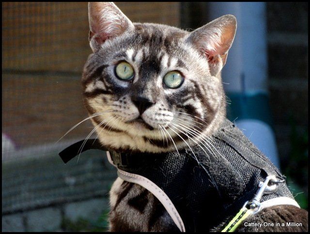 Cattery One in a Million