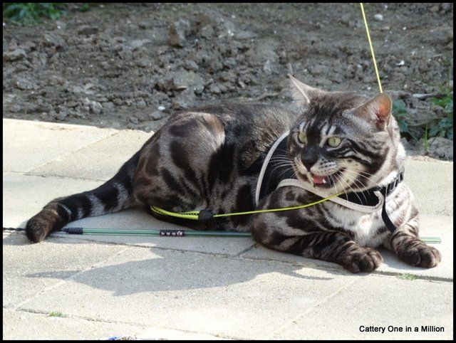 Cattery One in a Million