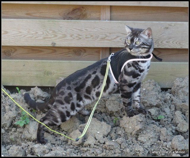 Cattery One in a Million