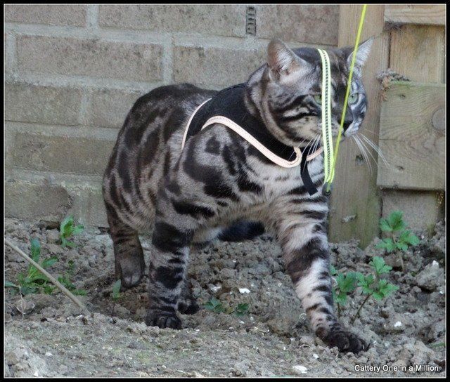 Cattery One in a Million