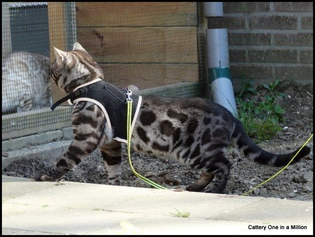 Cattery One in a Million