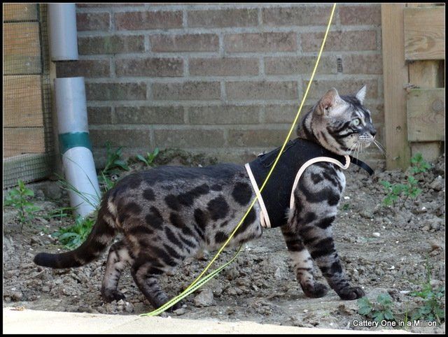 Cattery One in a Million