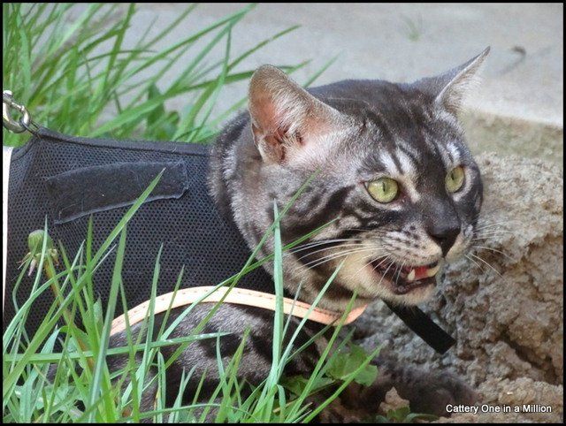 Cattery One in a Million