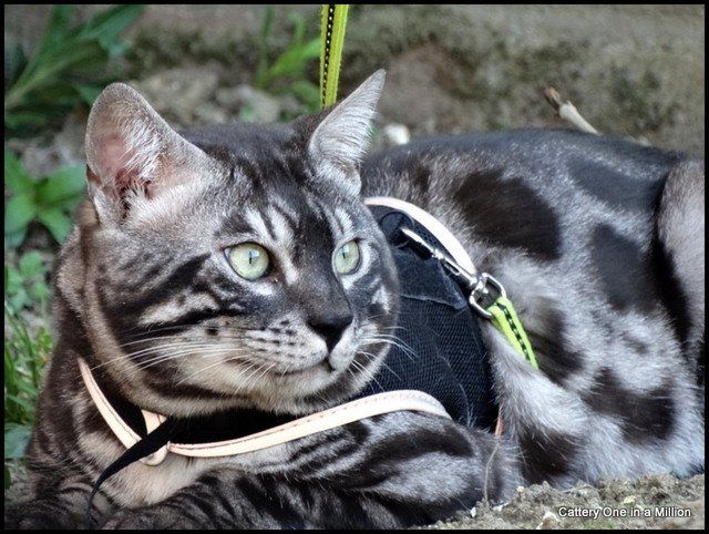 Cattery One in a Million