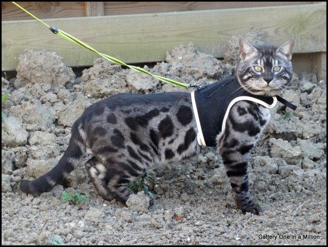 Cattery One in a Million