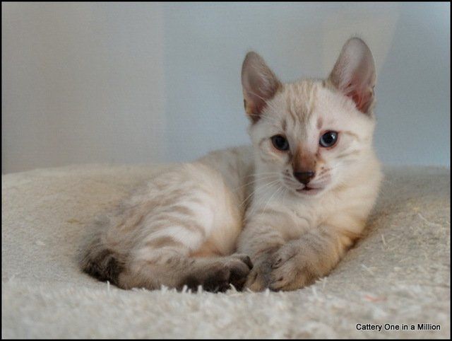 cattery one in a million - Skye