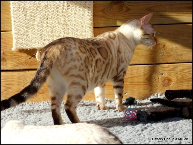 cattery One in a Million