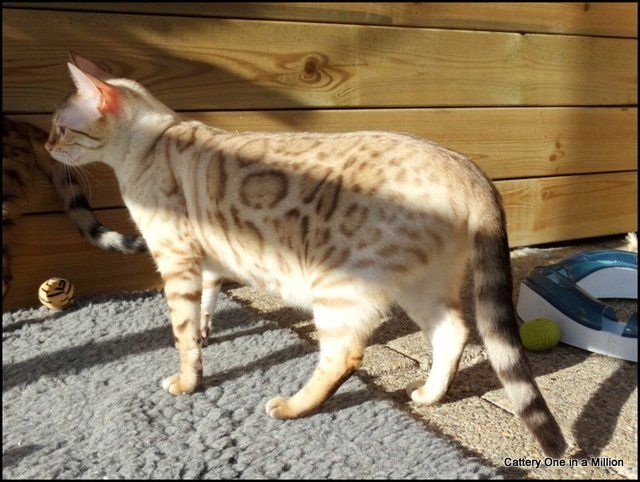 cattery One in a Million