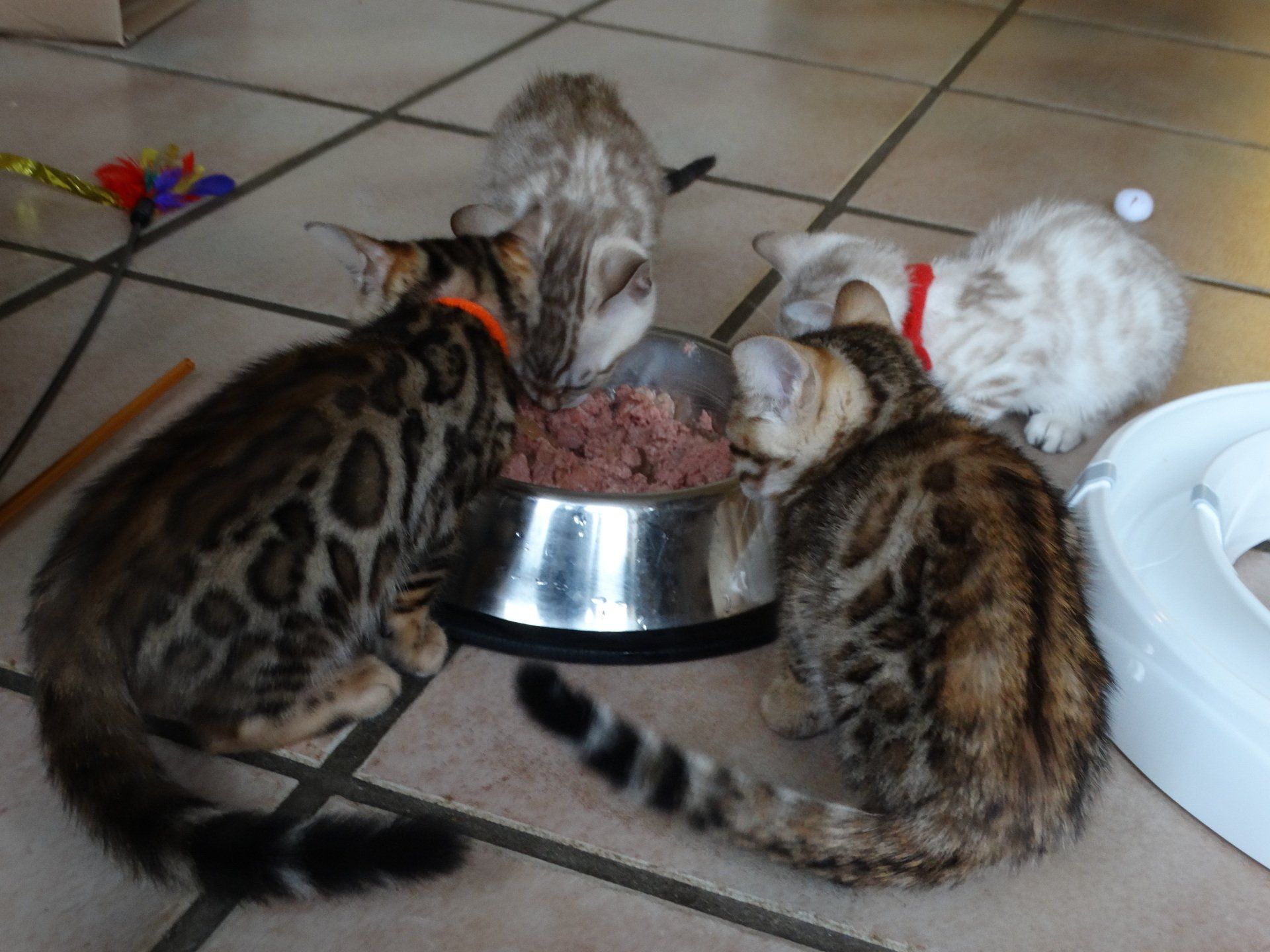 cattery one in a million - Kvv, rauwvoer katten