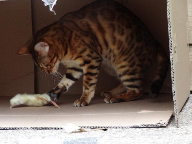 Cattery One in a Million