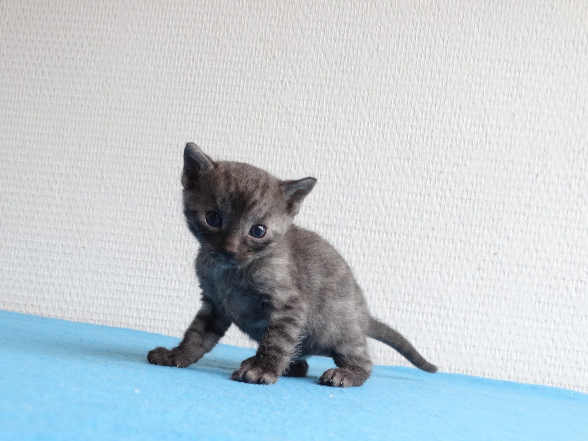 cattery one in a million - de zilverbengaal