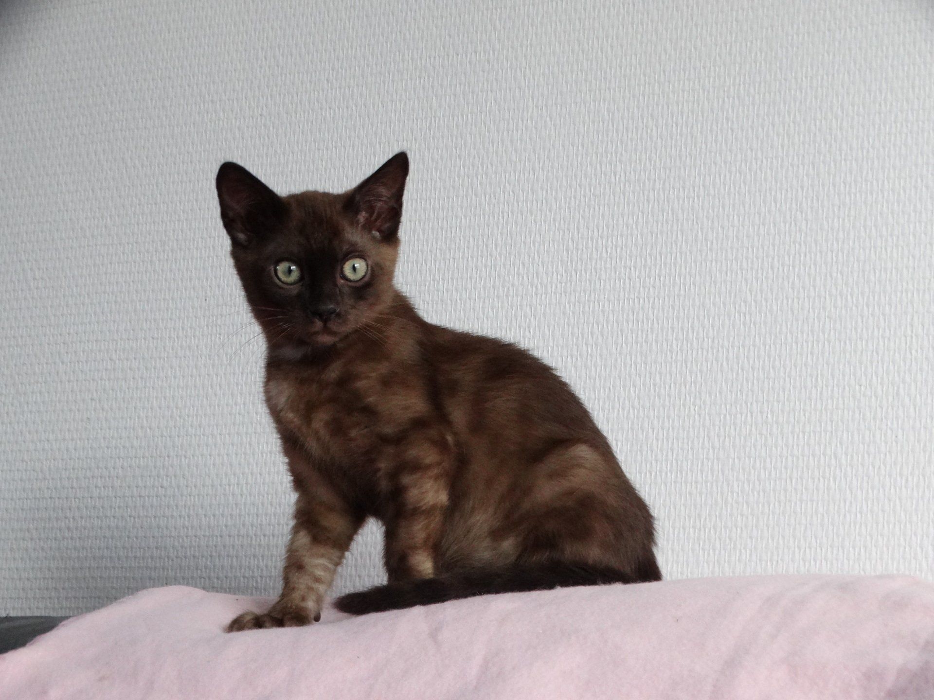 cattery one in a million - de sneeuwbengaal