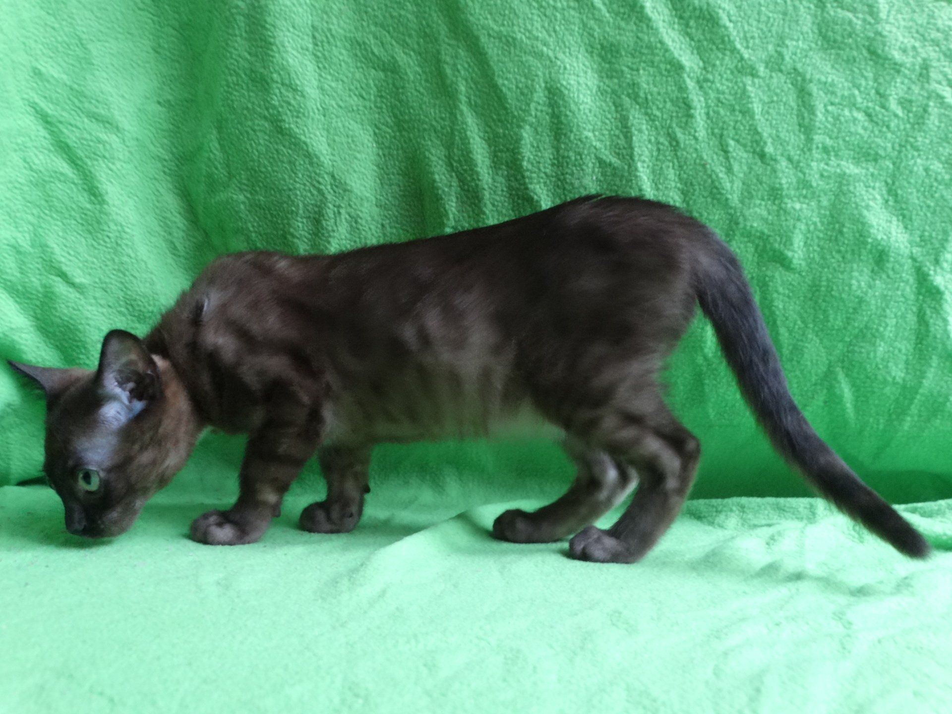 cattery one in a million - de sneeuwbengaal