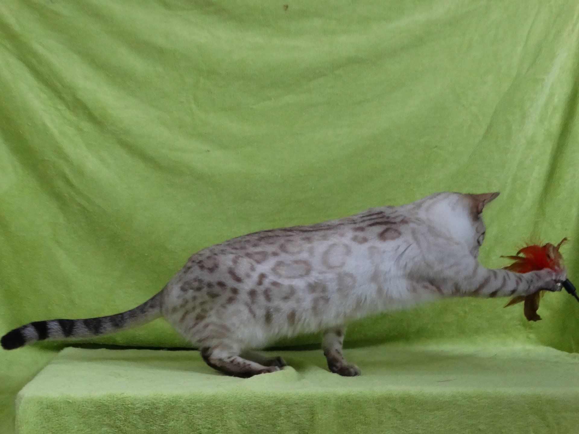 cattery one in a million - Skye