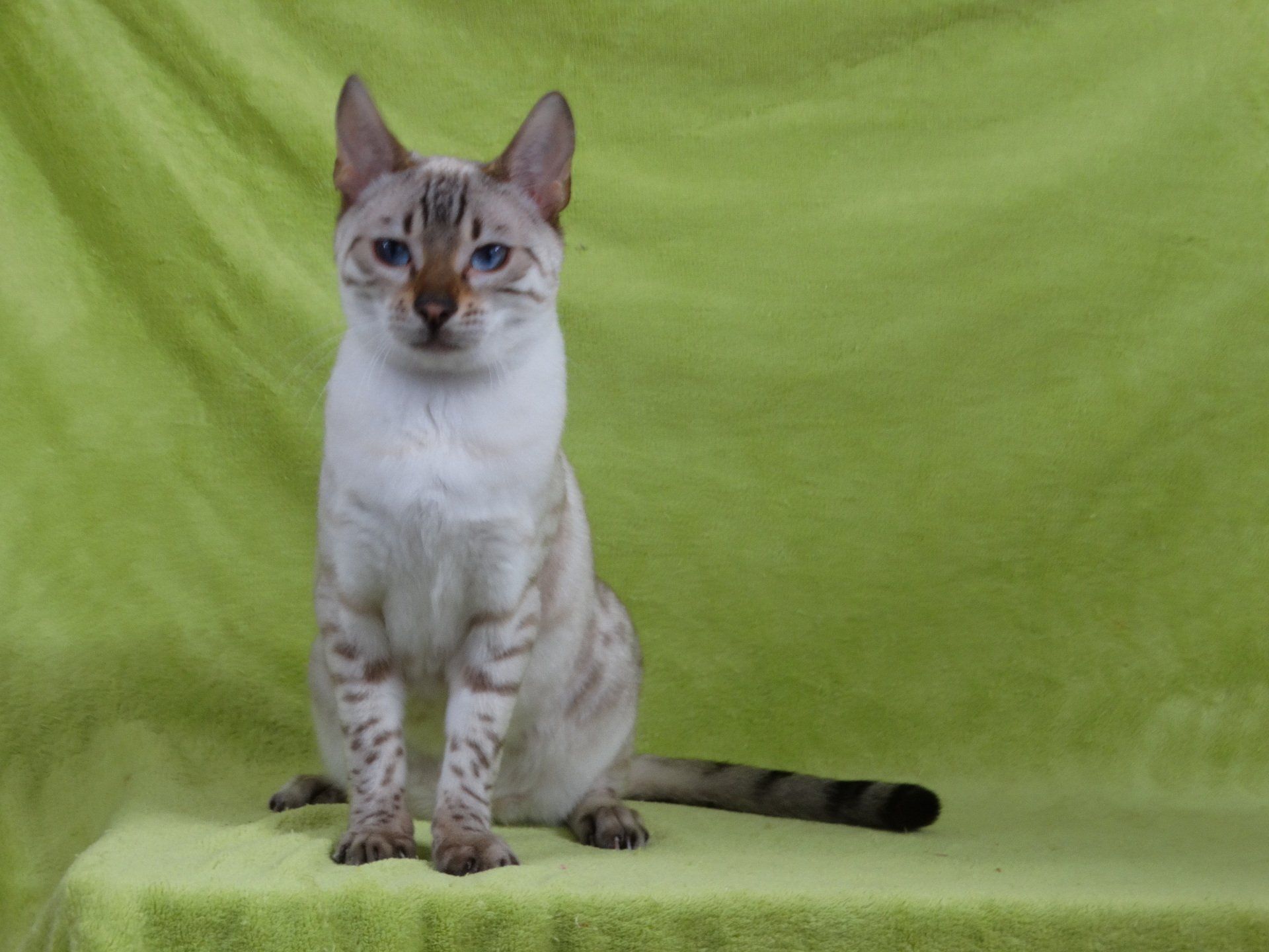 cattery one in a million - Skye