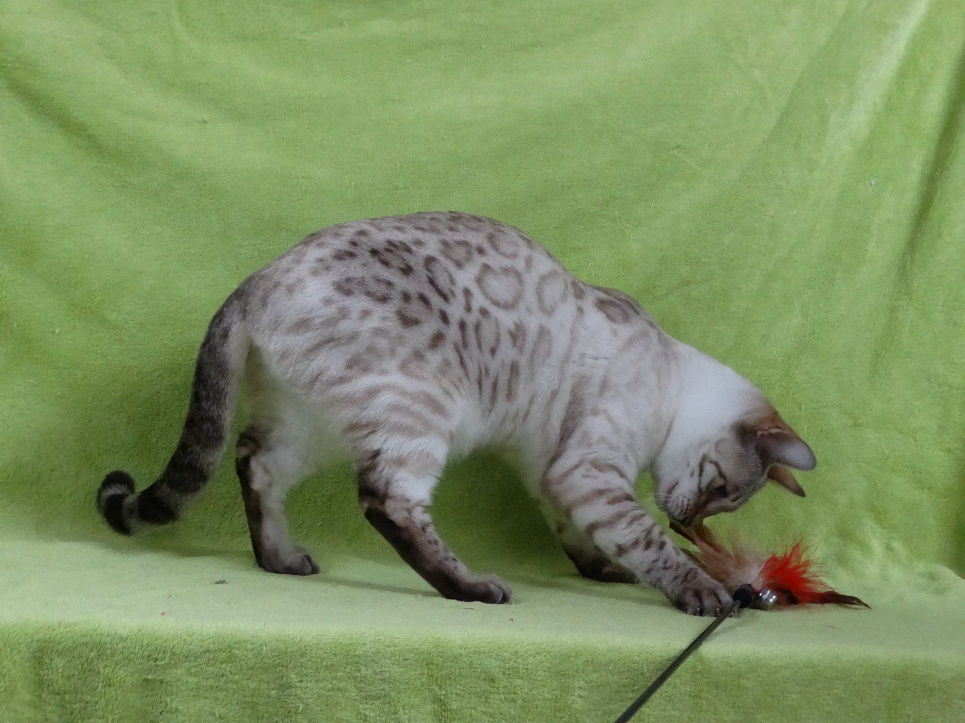 cattery one in a million - Skye