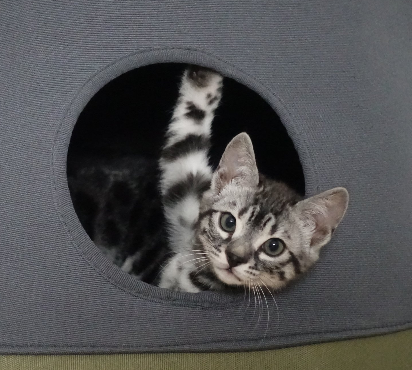 cattery one in a million - Flint