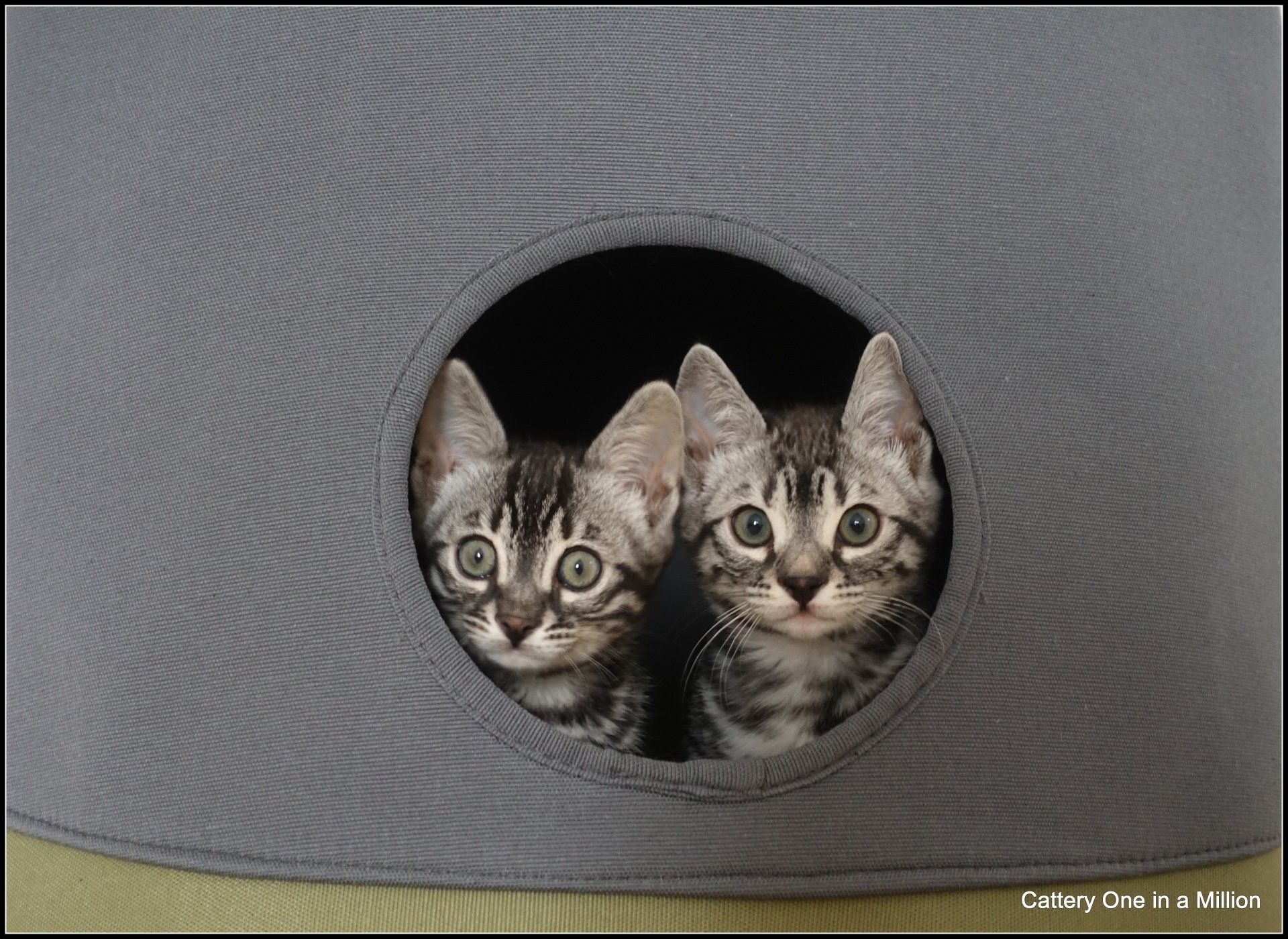 cattery one in a million - de zilverbengaal