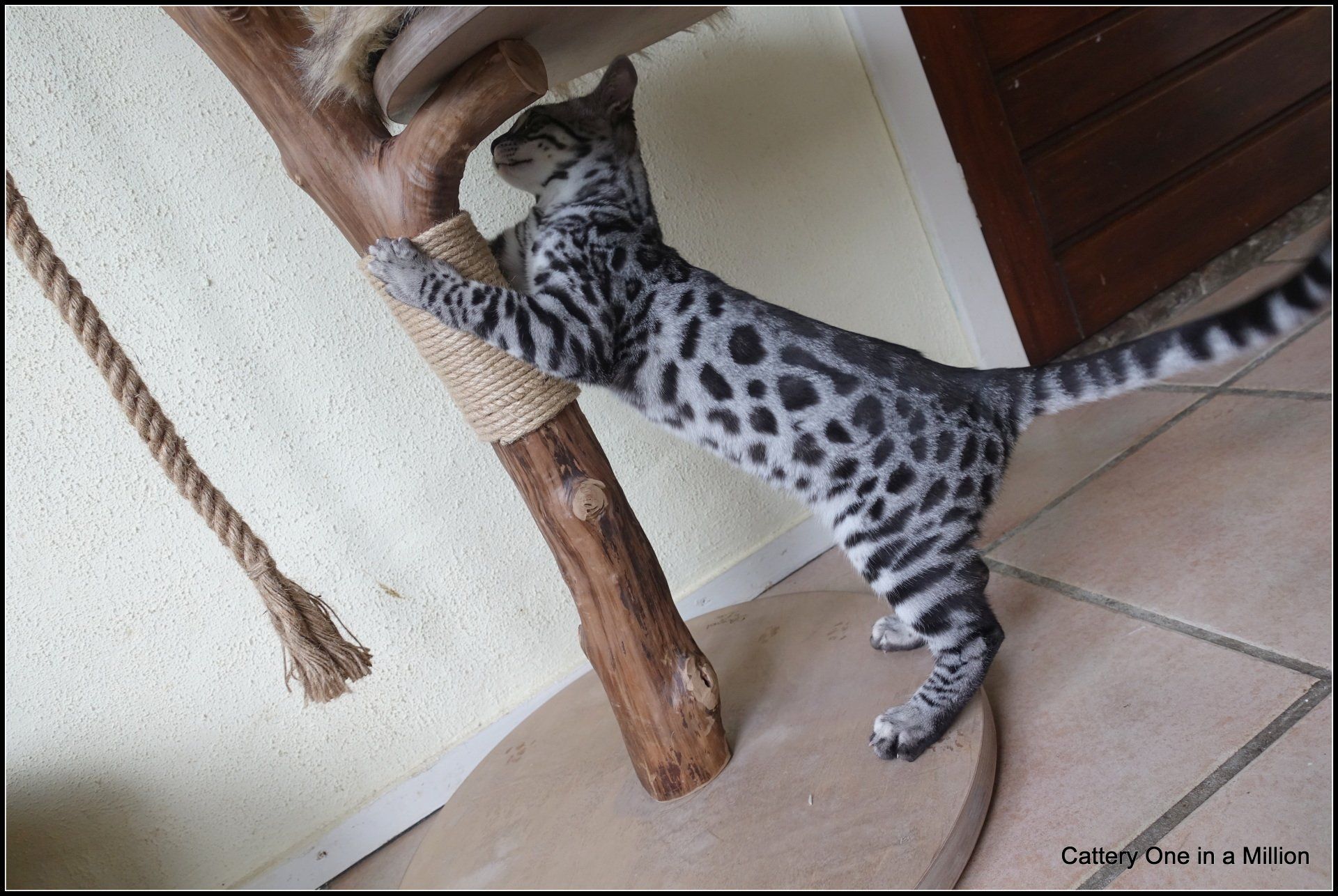 cattery one in a million - Flint