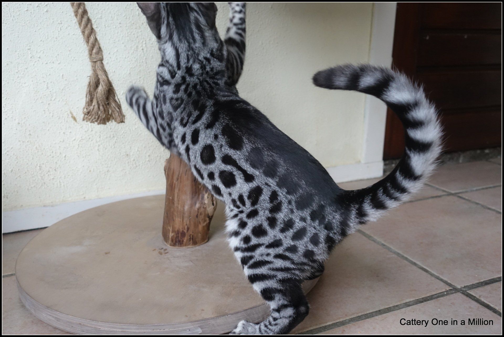 cattery one in a million - Flint