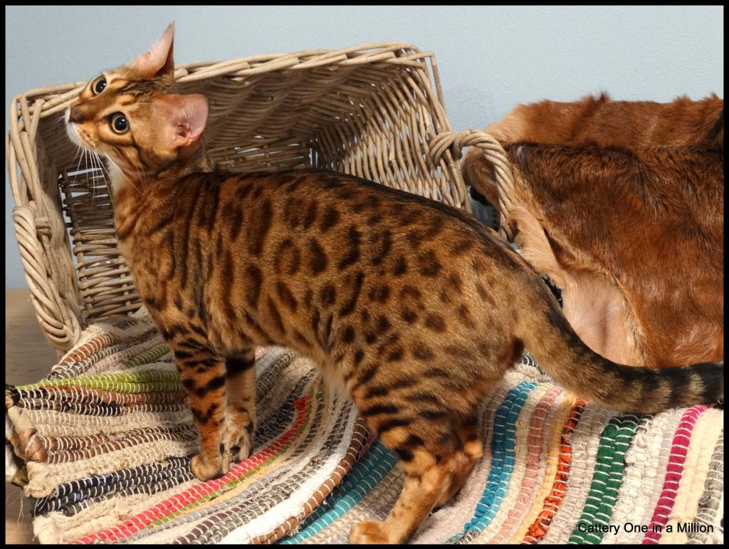 cattery One in a Million