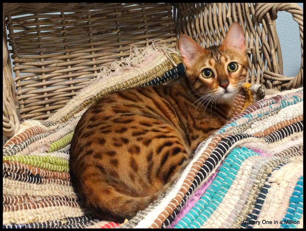 cattery One in a Million