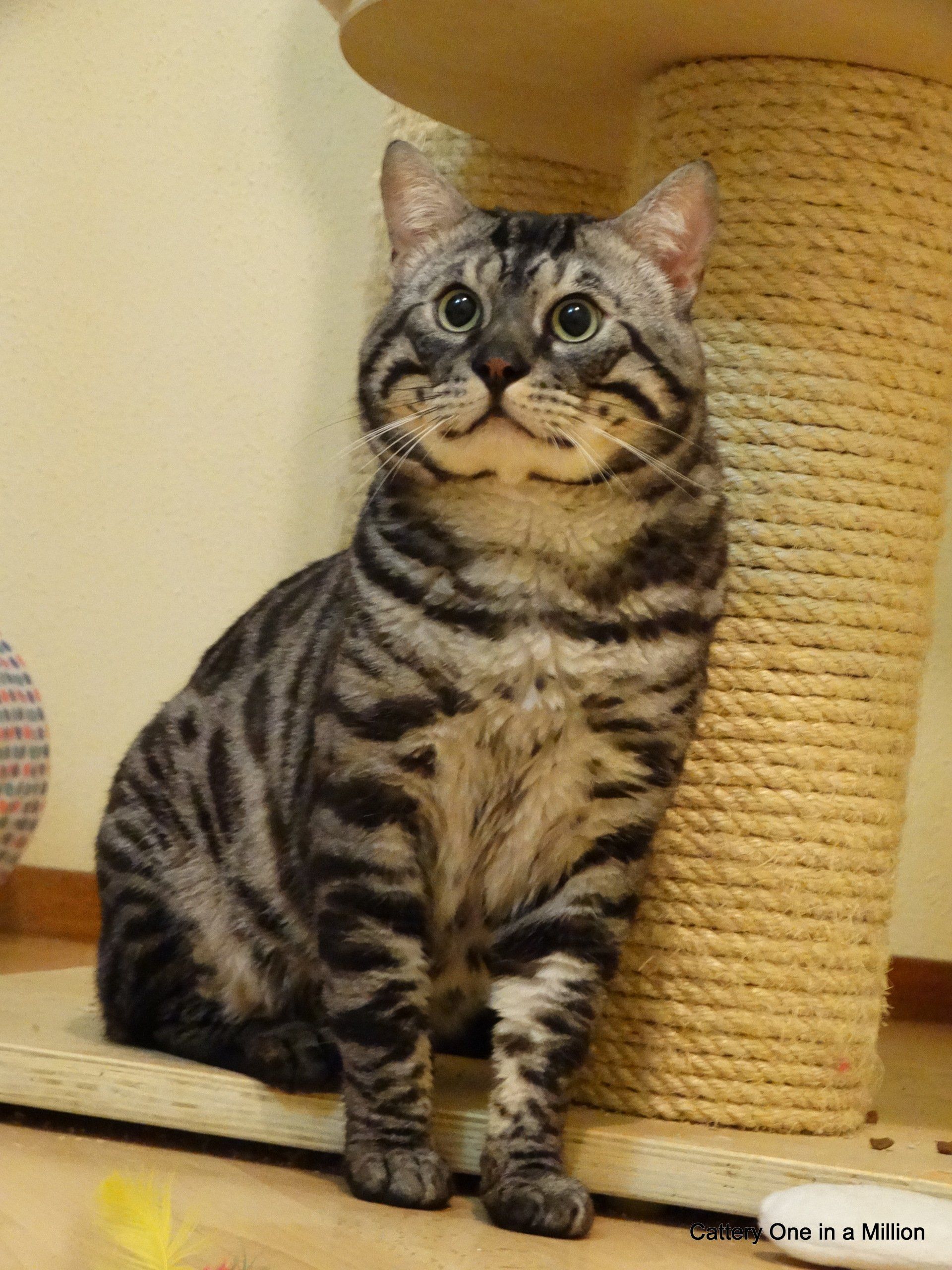 cattery one in a million - Topaz