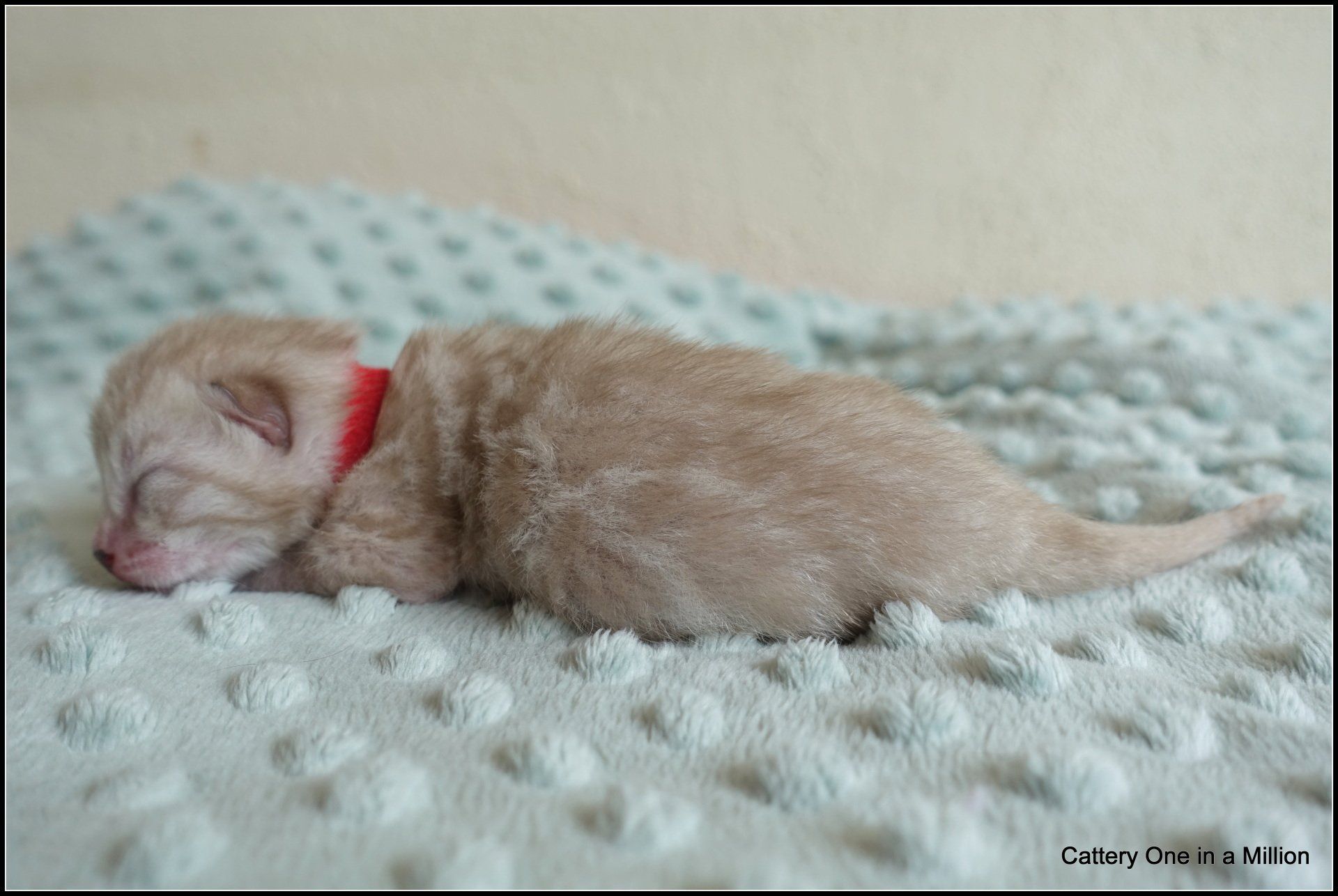 cattery one in a million- river