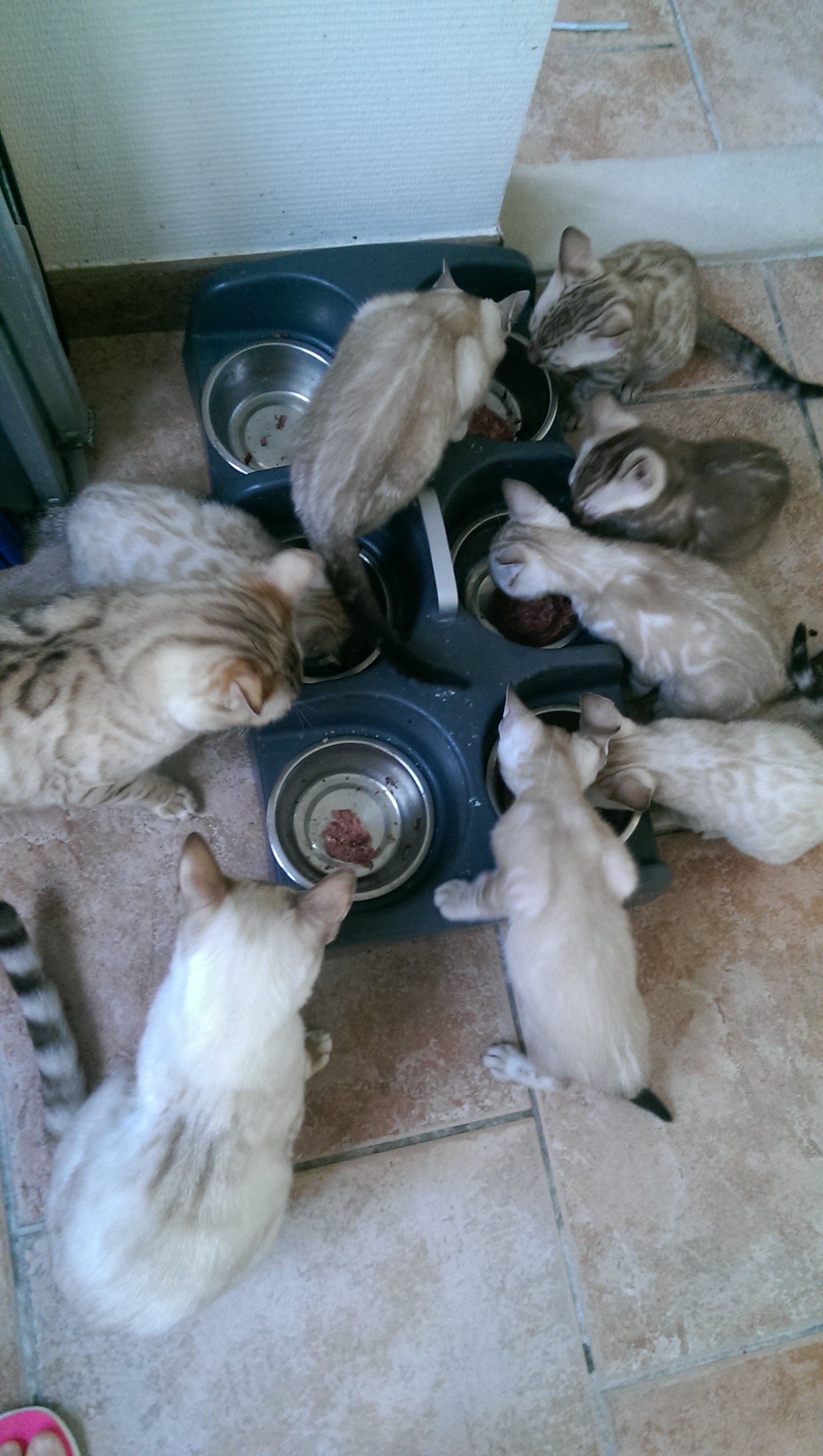 cattery one in a million - Kvv, rauwvoer katten