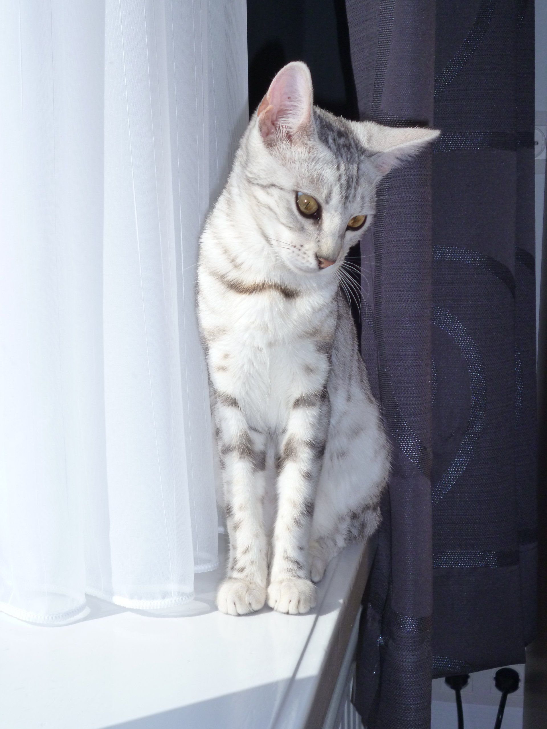 cattery one in a million- earendil