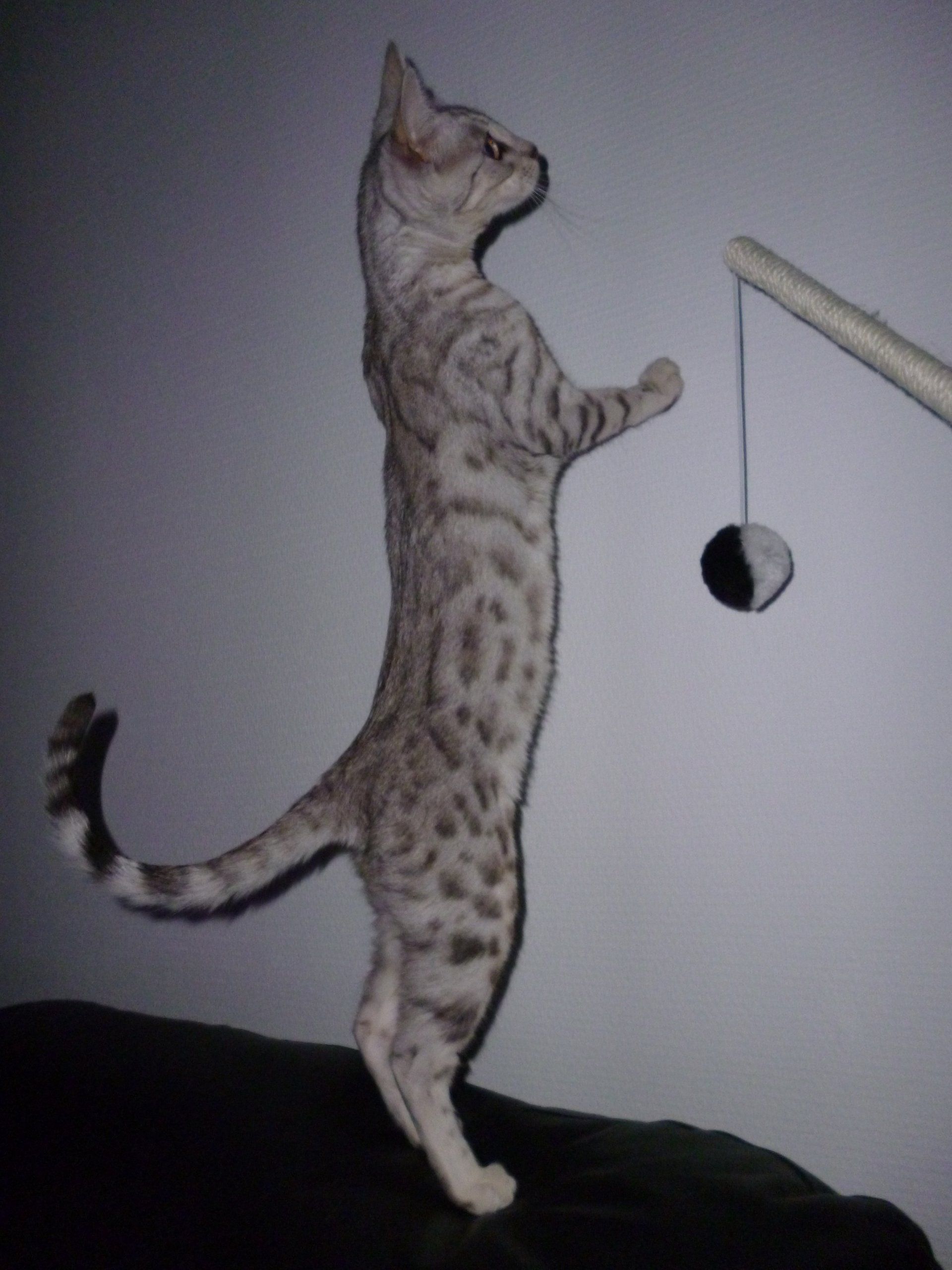 cattery one in a million- earendil